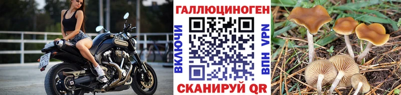 Псилоцибиновые грибы Cubensis  Купить где  Байкальск 